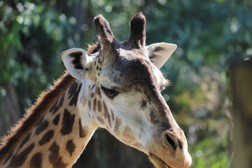 Portrait of a giraffe