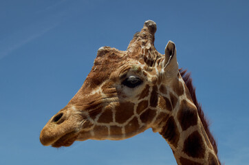 the head of a funny giraffe