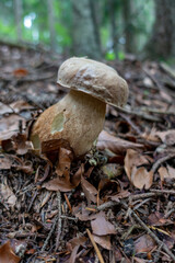 PORCINI . HERRENPILZ . BOLETUS EDULIS