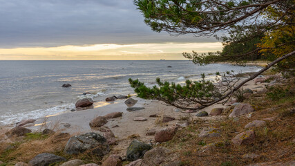 Coast of the Baltic Sea with large boulders in close up, pine branches at the edge of the photograph and cloudy sky during the sunrise. Latvia