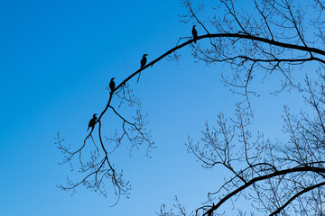 Kormorana sitzen auf Zweige in der Morgendämmerung