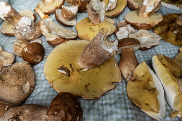 STEINPILZE . PORCINI