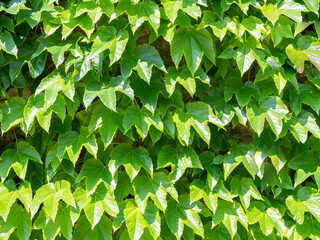 Fototapeta na wymiar Сommon ivy (Hedera helix) on a sunny day background texture