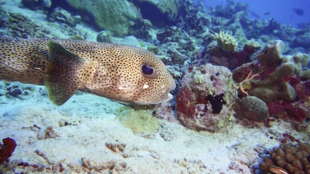 Giant Porcupine fish in maldives