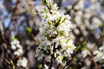 Wild apple tree blossom blooming in spring. Beautiful tender flower on sunny day.