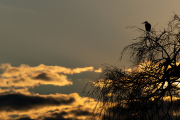 Ein Graureiher sitzt auf einem Zweig bei Sonnenaufgang