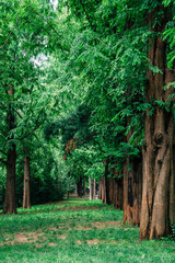 Green trees at Seoul forest park in Korea