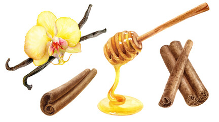 Cinnamon sticks honey dipper and vanilla set watercolor illustration isolated on white background