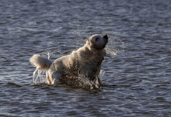 Fototapeta premium beauty golden in the beach