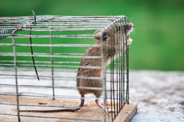 standing mouse tries to get out of old  cage