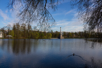A duck swimming to the Chesma column in the Big lake of the Catherine Park, through the branches of...