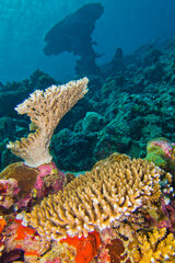 Coral Reef, Reef Building Coral, South Ari Atoll, Maldives, Indian Ocean, Asia © Al Carrera