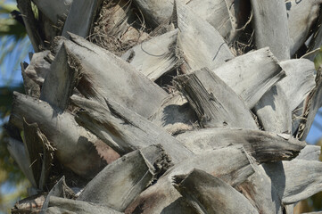 arbre palmier ecorce végétation tropical vacances