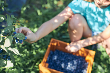 Naklejka na ściany i meble Small girl with a box full of blueberries on a family farm, business concept, summer job and making responsibility from young age.