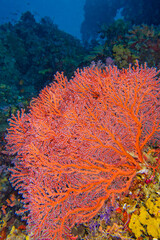 Naklejka na ściany i meble Gorgonian, Sea Fan, Sea Whips, Coral Reef, South Ari Atoll, Maldives, Indian Ocean, Asia