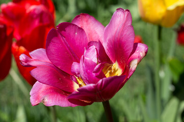 Purple open Tulip (Latin Túlipa). Leningrad region.Russia.