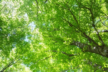 Obraz premium Forest