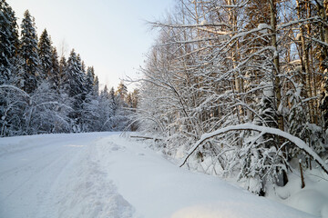 White road in a winter forest with snow covered trees in a sunny day