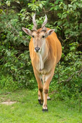 Naklejka na ściany i meble Common eland crosses short grass towards camera