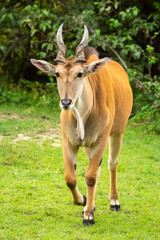 Naklejka na ściany i meble Common eland walks over grass towards camera