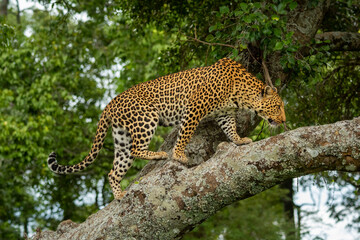 Leopard walks along lichen-covered branch in forest