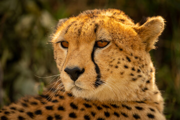 Close-up of cheetah turning head and staring