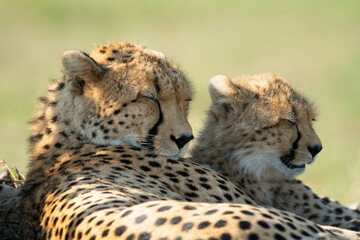 Close-up of cheetah and cub lying side-by-side