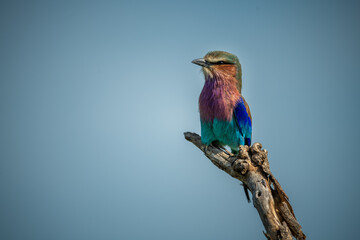 Lilac-breasted roller in profile on dead branch