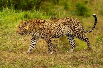 Leopard walks along grassy bank heading left