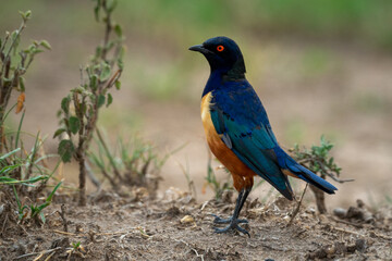Hildebrandt starling stands facing left in profile