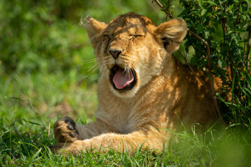 Close-up of lion cub yawning under bush