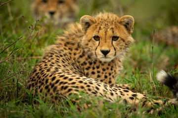 Naklejka na ściany i meble Close-up of cheetah cub lying with family