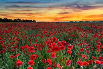 Obraz premium Beautiful poppy field during sunrise