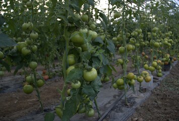 Green tomatoes in a greenhouse