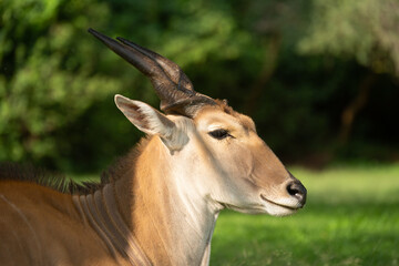 Close-up of common eland head in sunshine