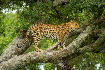 Leopard stands on lichen-covered branch in profile