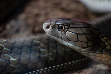 cobra