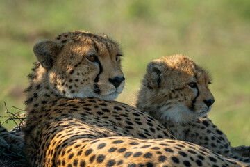 Close-up of cheetah with cub lying side-by-side