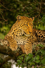 Close-up of leopard lying on leafy branch