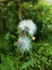 Dandelions on the greens of Wayanad