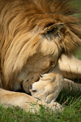 Naklejka premium Close-up of lion covering eyes with paw
