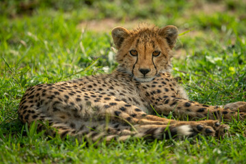 Close-up of cheetah cub lying watching camera