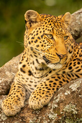 Close-up of leopard on branch turning head
