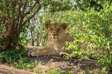 Naklejka na ściany i meble Close-up of lioness lying under shady bushes
