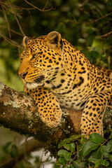 Close-up of leopard relaxing on lichen-covered branch