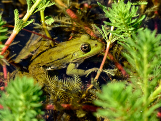 Closeup of edible frog (Pelophylax kl. esculentus) in a water among aquatic plants seen from profile
