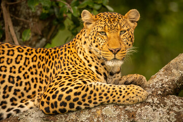 Obraz na płótnie Canvas Close-up of leopard on branch eyeing camera