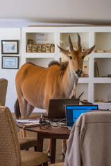 Common eland stands by laptops on table