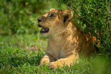 Naklejka na ściany i meble Close-up of lion cub lying looking up