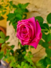 red rose in garden